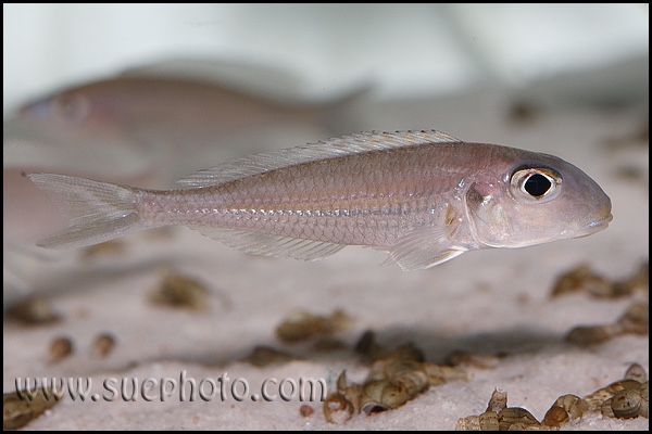 Xenotilapia sp. 'bathyphilus yellow' Chituta Bay
